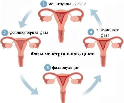 Физические проявления менструации